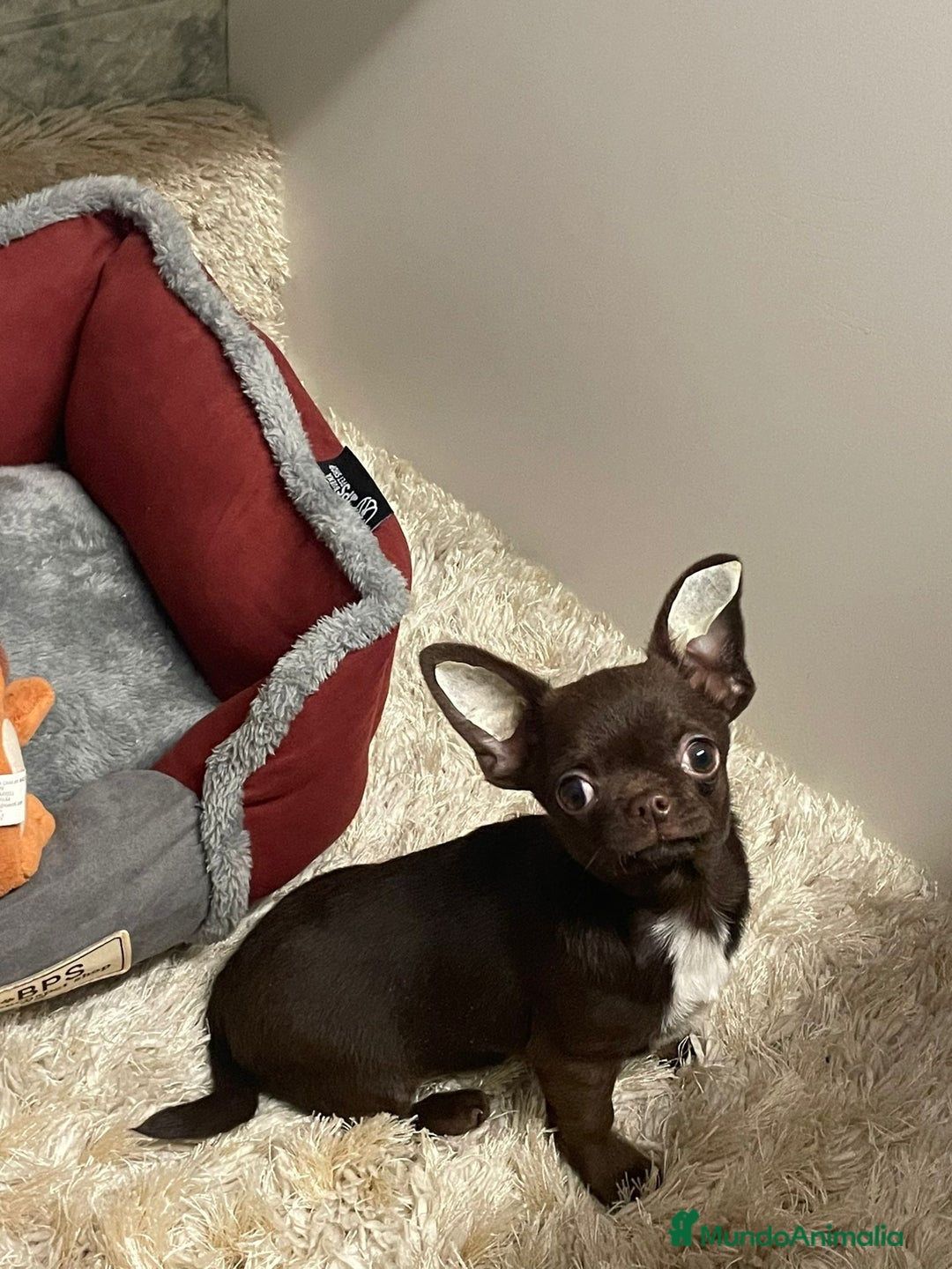 Chihuahua perros en venta: Chihuahua Macho. - Anuncio 3