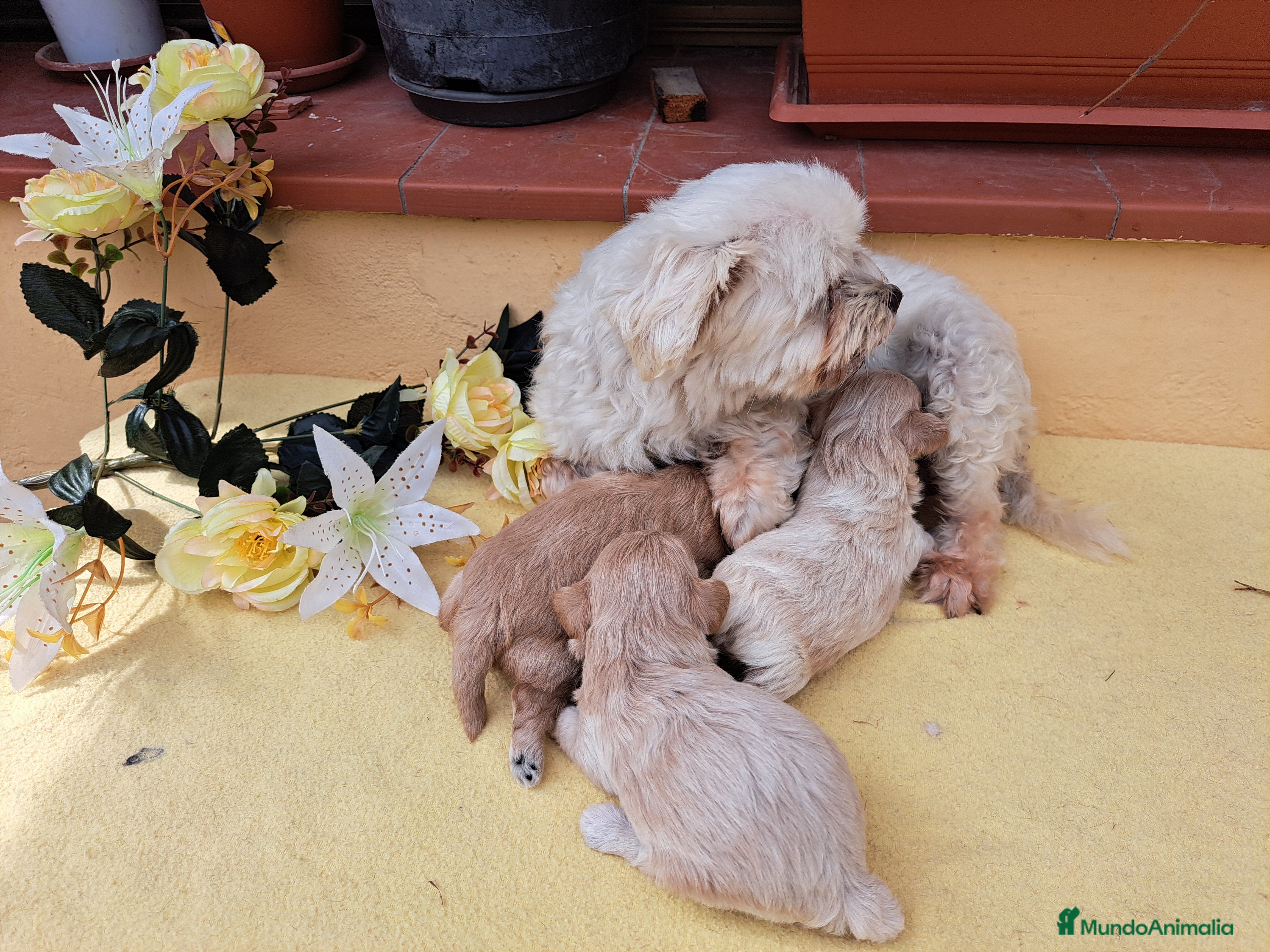 Maltipoo perros Maltipoo - Anuncio 1