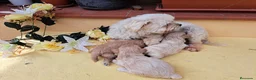 Maltipoo perros en venta: Maltipoo - Anuncio 1