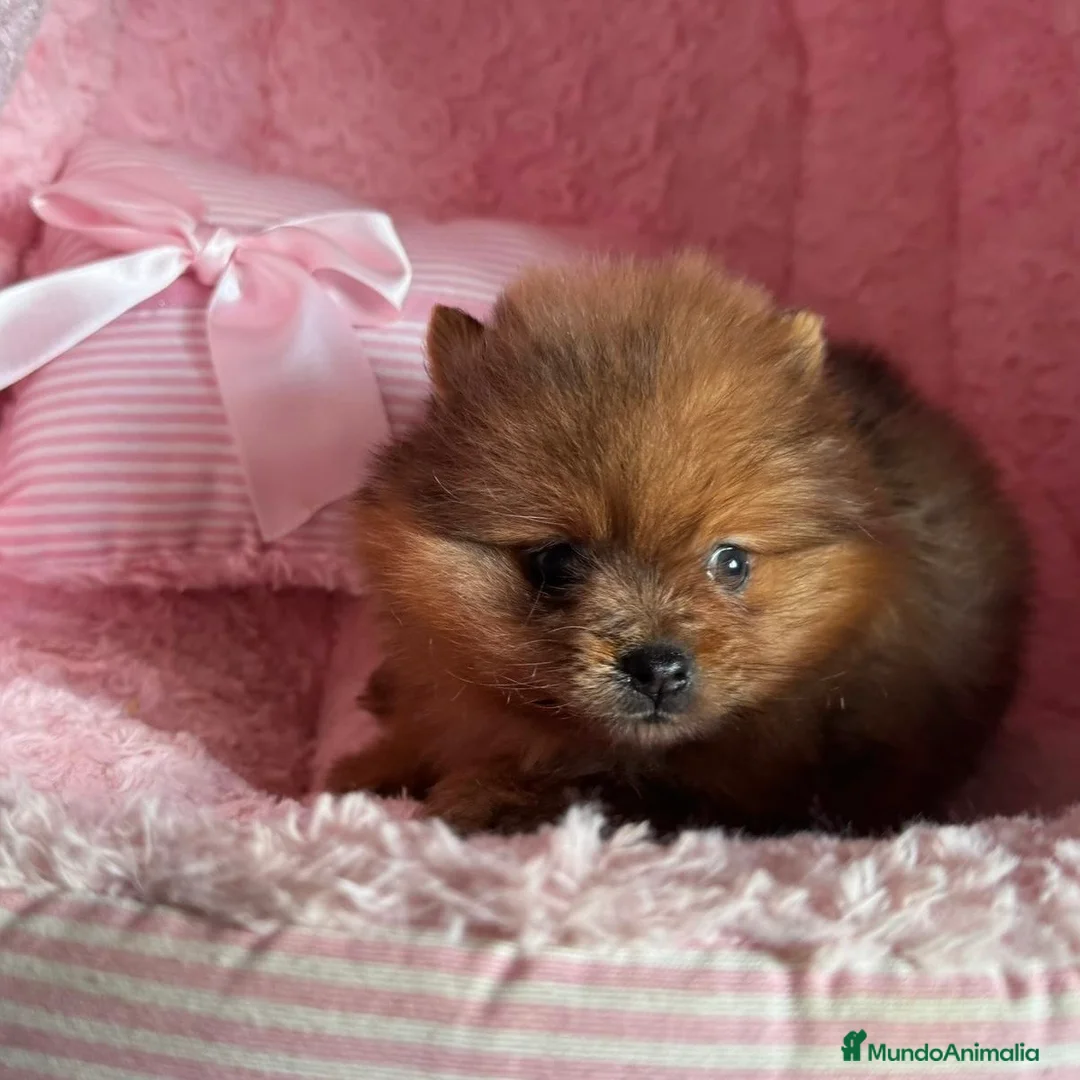 Pomerania perros en venta: Lulú de Pomerania  - Anuncio 2