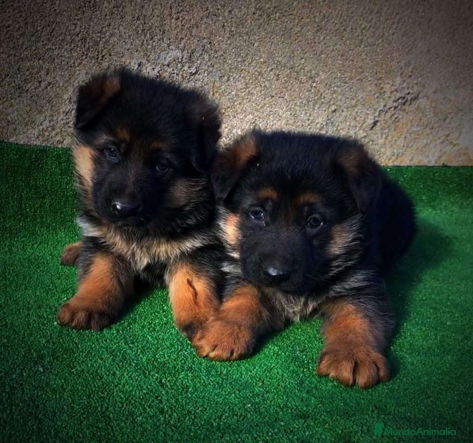 Pastor Alemán perros Cachorros de pastor alemán  - Anuncio 1