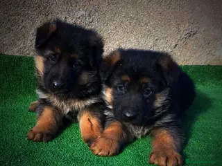 Pastor Alemán perros Cachorros de pastor alemán - Anuncio 30