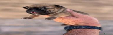 Bulldog Francés 2
