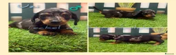 Teckel perros en venta: Teckel miniatura pelo corto - Anuncio 1