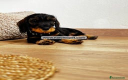 Teckel Miniatura perros en venta: TECKEL PELO DURO JABALI - Imagen 7