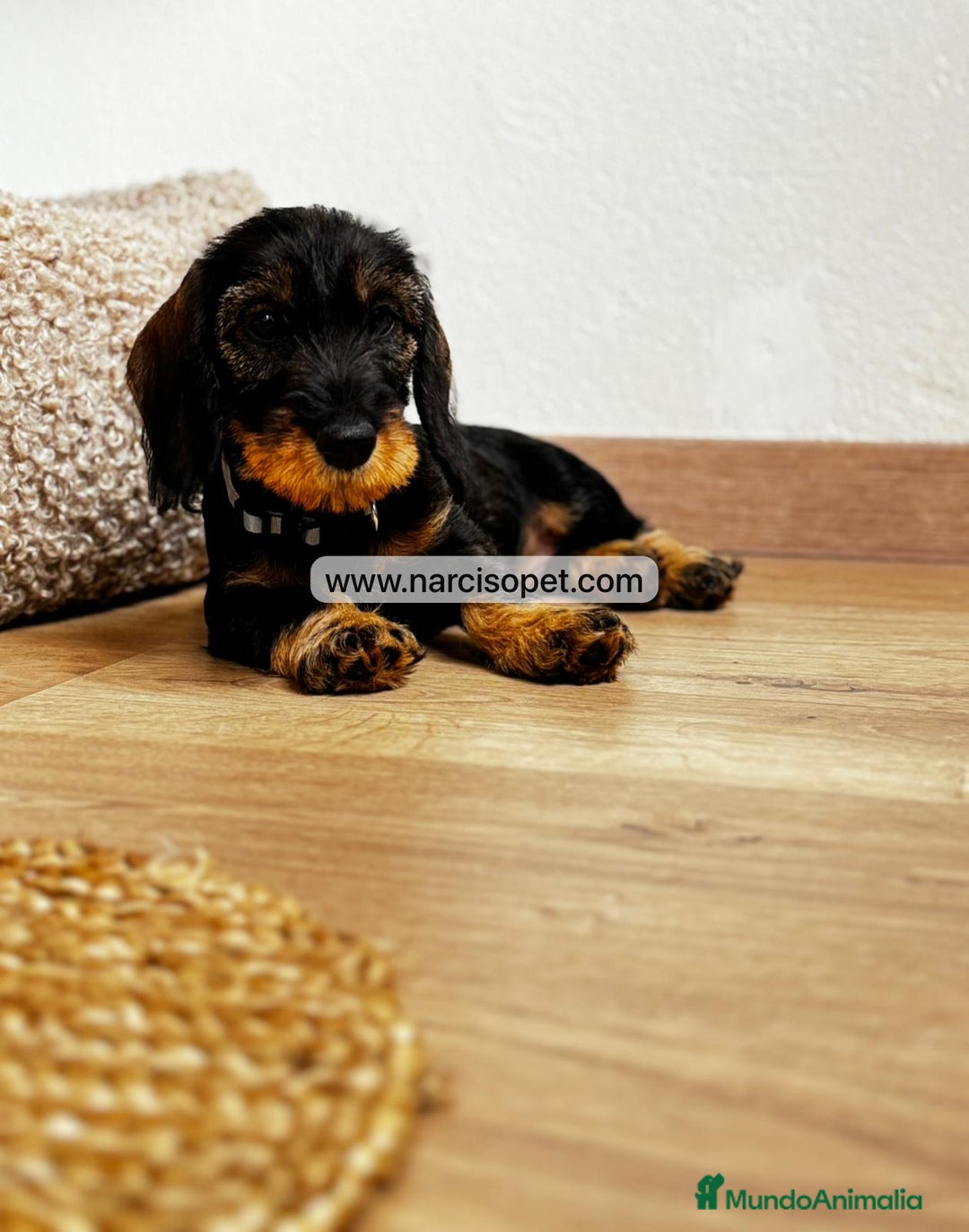 Teckel Miniatura perros en venta: TECKEL PELO DURO JABALI - Imagen 7