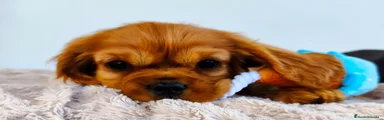 Cavalier King Charles Spaniel 2