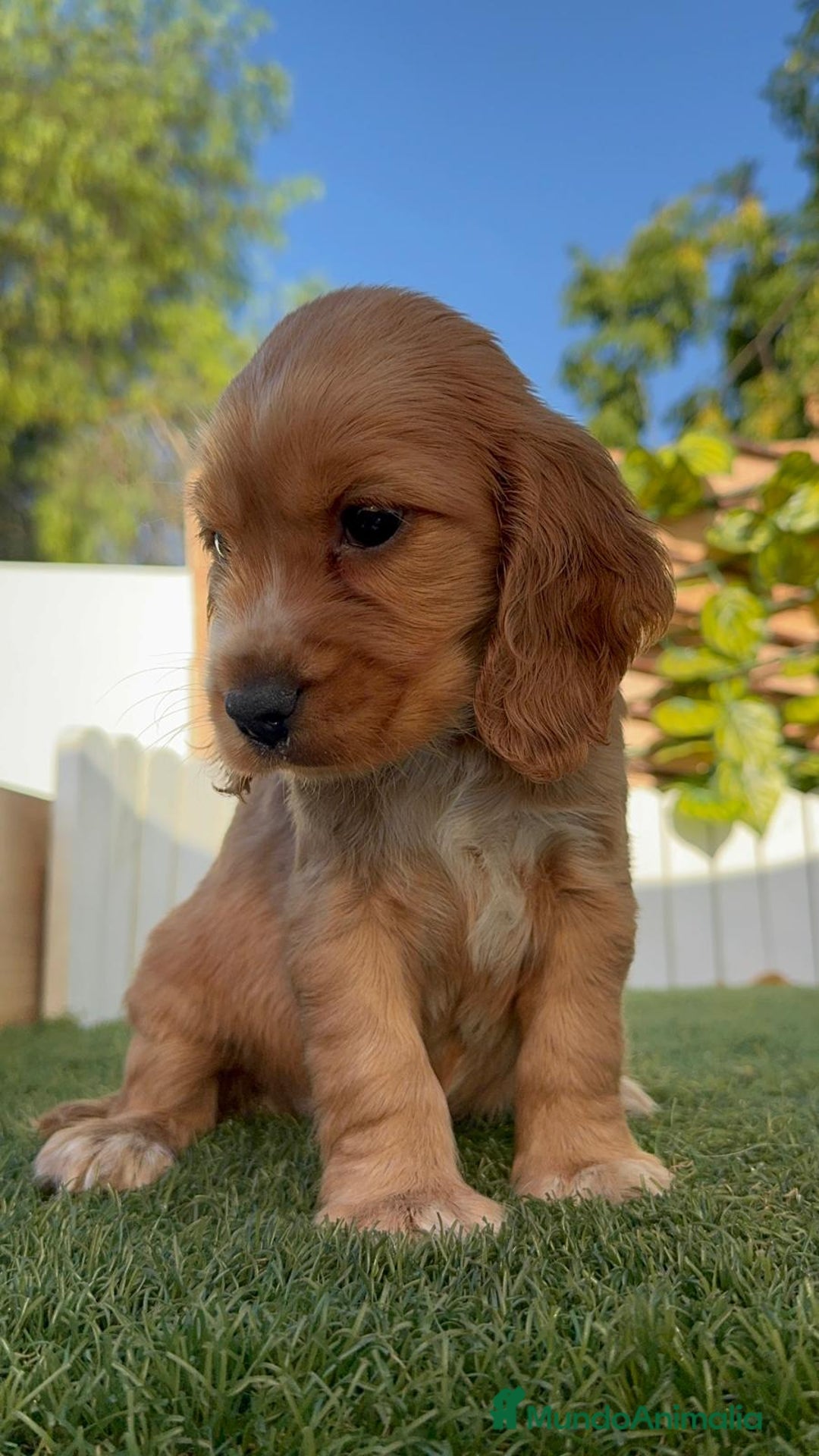 Cocker Spaniel Inglés perros en venta: COCKER SPANIEL INGLES MACHO - Imagen 11