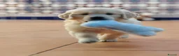 Golden Retriever perros en venta: golden retriever  - Anuncio 2