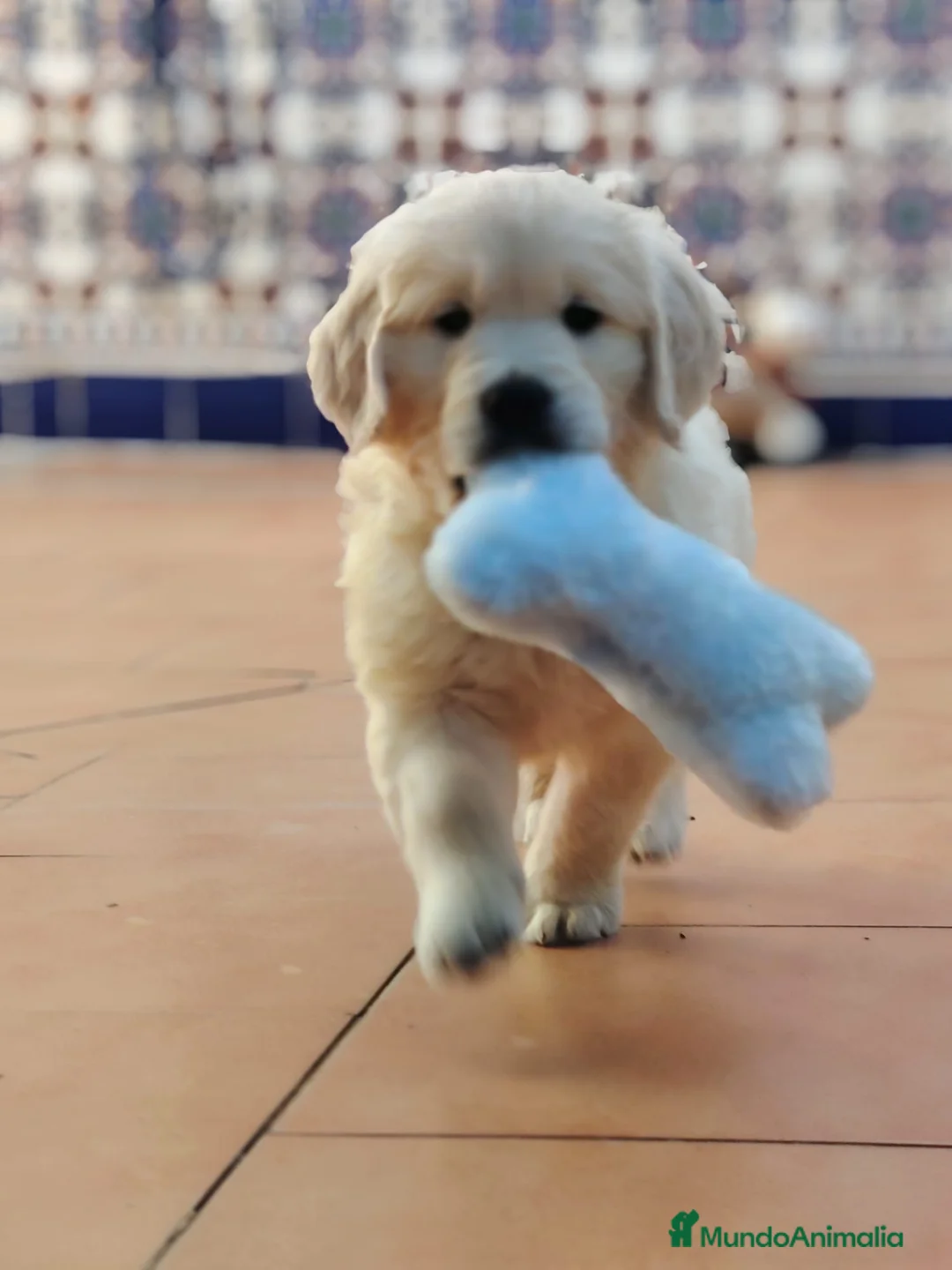 Golden Retriever perros en venta: golden retriever  - Anuncio 2