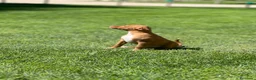 Podenco Andaluz perros en venta: Podencos andaluces  - Anuncio 4