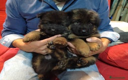 Pastor Alemán perros en venta: Nueva Camada de Pastor manto Negro - Anuncio 2