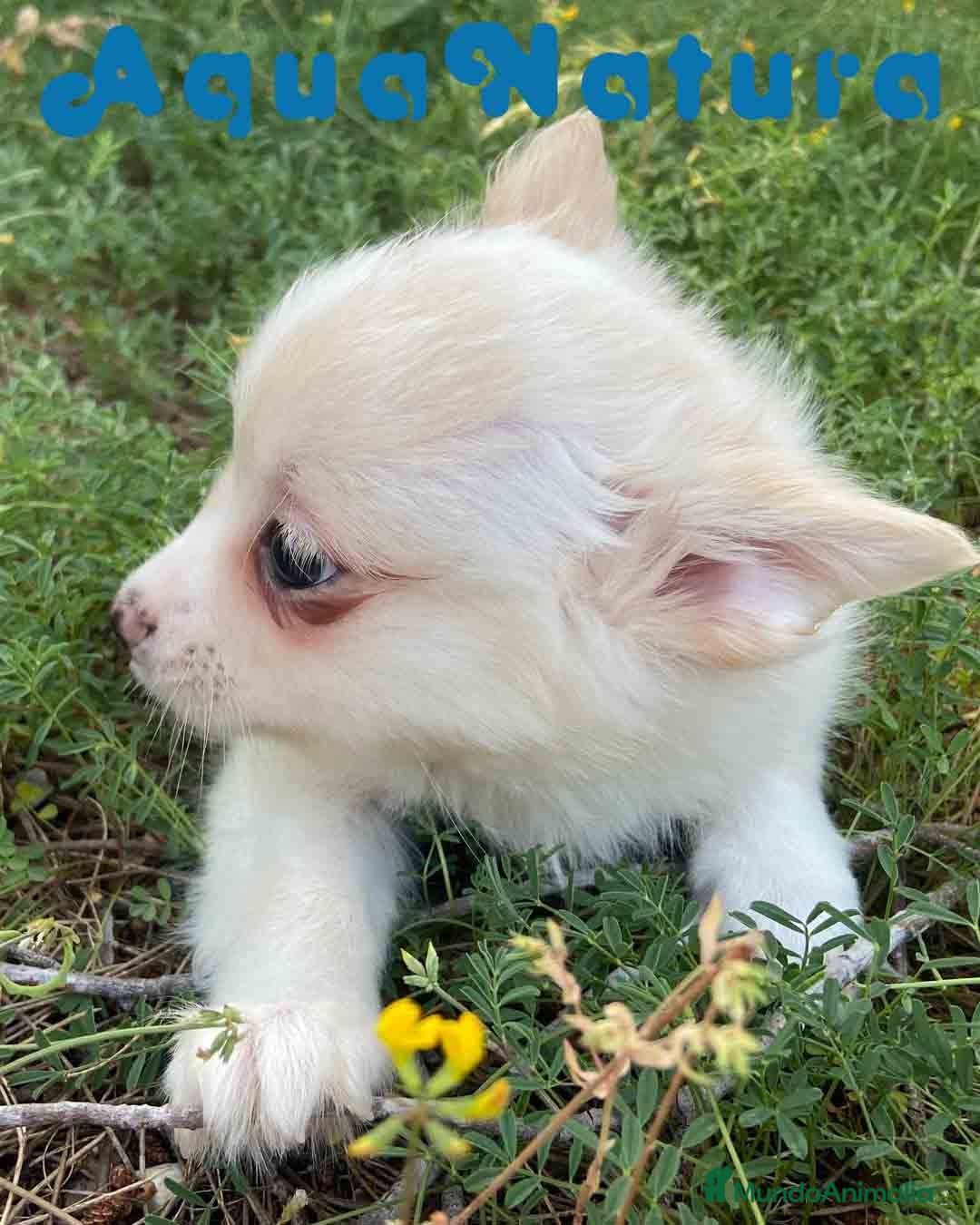 Chihuahua perros en venta: Camada Pomchi de Japi y Manchitas AQUANATURA - Imagen 7