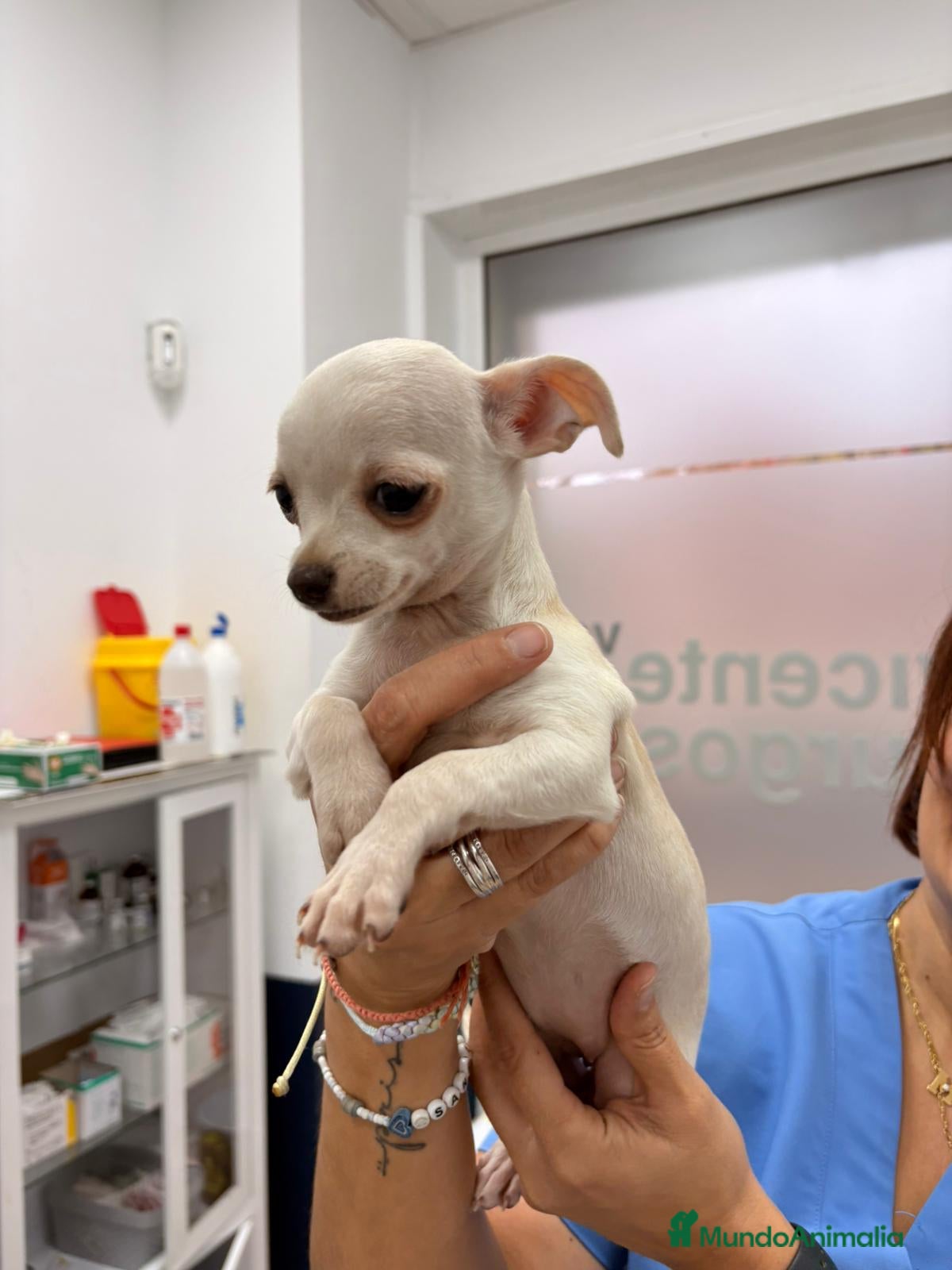 Chihuahua perros Chihuahua  - Anuncio 8