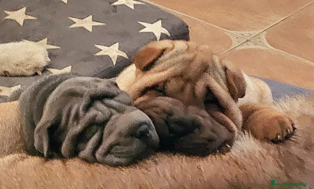 Shar Pei perros en venta: BEBES SHAR PEI  en Málaga - Anuncio 4