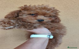 Caniche Enano perros en venta: OPORTUNIDAD  - Imagen 3