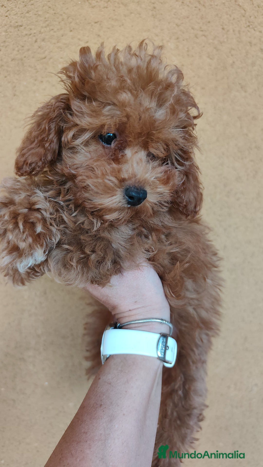 Caniche Enano perros en venta: OPORTUNIDAD  - Imagen 3