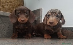 Teckel Miniatura perros en venta: Teckel miniatura  - Imagen 2