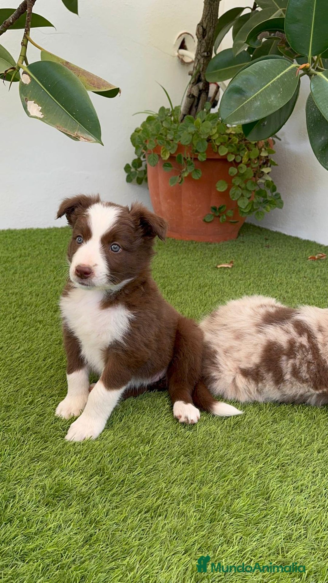 Border Collie perros en venta: BORDER COLLIE HEMBRA  - Imagen 15