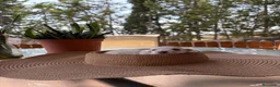 Bichón Maltés perros en venta: Bichón Maltés toy - Anuncio 3