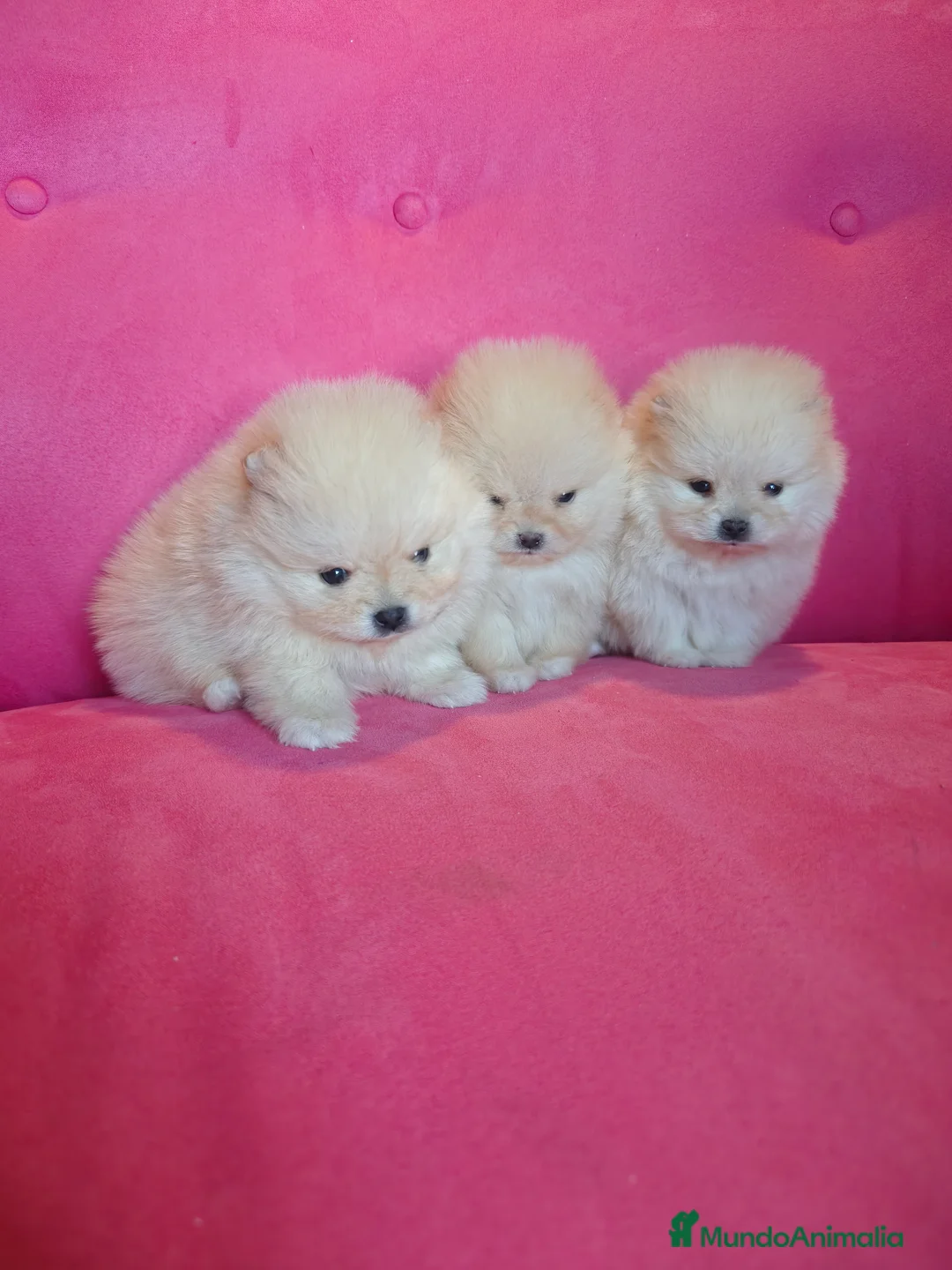 Pomerania perros en venta: Pomerania TOY Crema de calidad - Anuncio 4