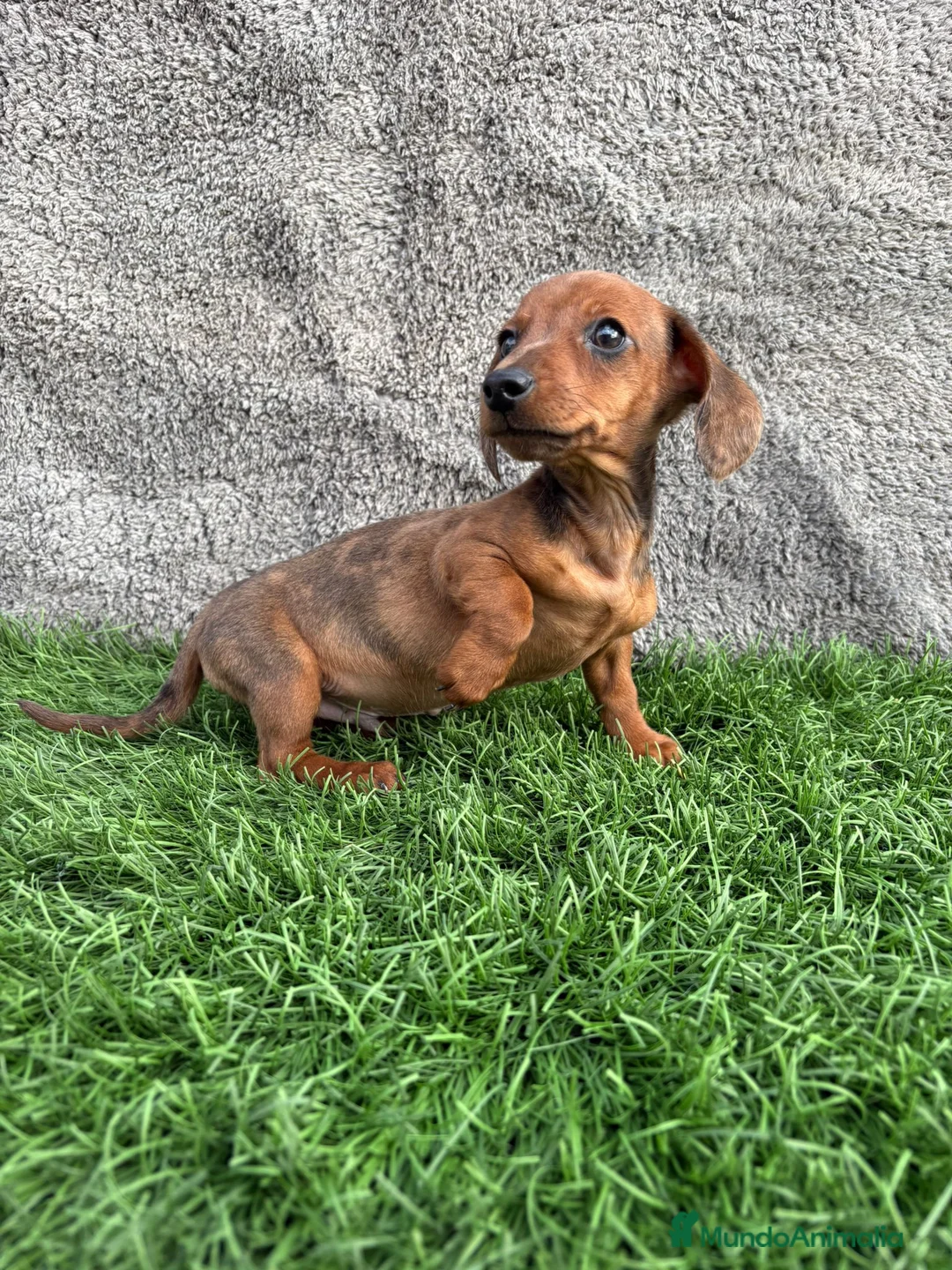 Teckel Miniatura perros en venta: Macho de Teckel Kaninchen Merle chocolate diluido - Anuncio 10