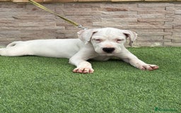 Dogo Argentino perros en venta: Cachorras dogas argentinas  - Imagen 6