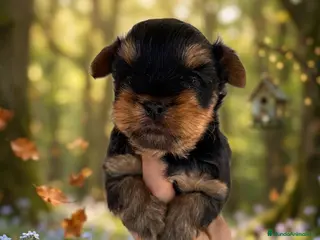 Yorkshire Terrier perros Yorkshire terrier toy - Anuncio 3