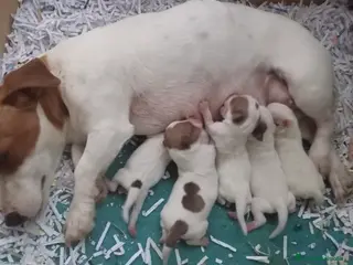 Jack Russell Terrier perros Camada de Jack Russell disponible - Anuncio 3