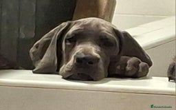 Dogo Alemán perros en venta: Gran Danés o Dogo Alemán Azules. - Anuncio 1