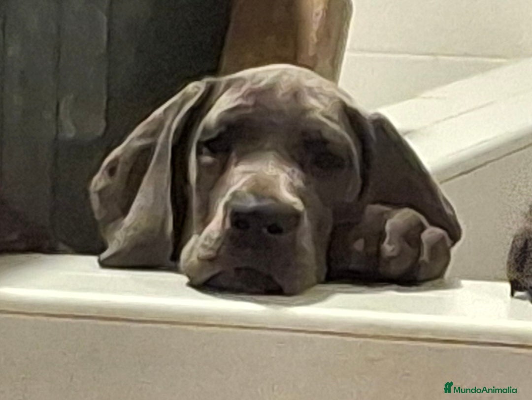 Dogo Alemán perros en venta: Gran Danés o Dogo Alemán Azules. - Anuncio 1