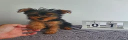 Yorkshire Terrier perros en venta: Yorkshire mini - Anuncio 2