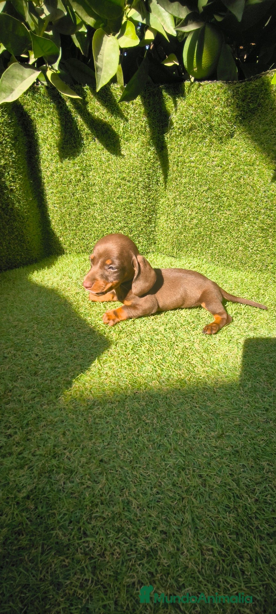Teckel Miniatura perros en venta: camada teckel canichen muy pequeños  - Imagen 27
