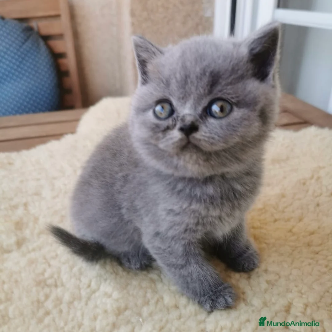 Británico de Pelo Corto gatos en venta: British Lilac - Anuncio 2
