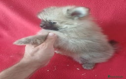 Pomerania perros en venta: Pomerania Mini Sable  - Imagen 2