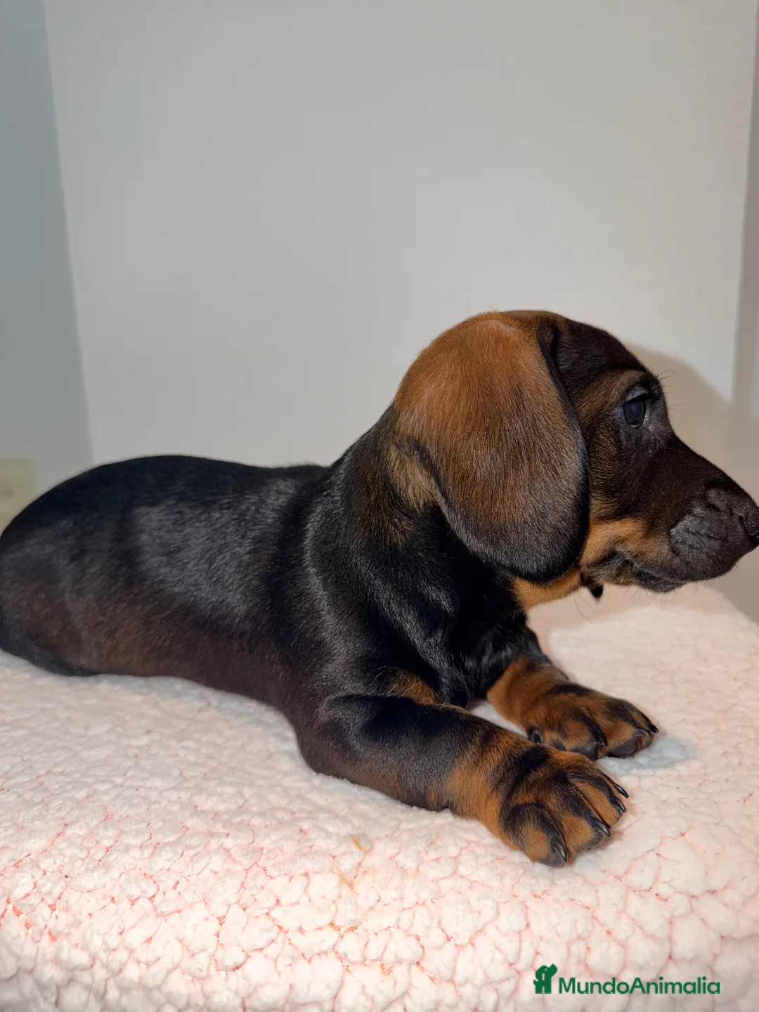 Teckel Miniatura perros en venta: Teckel negro fuego venado  - Anuncio 4