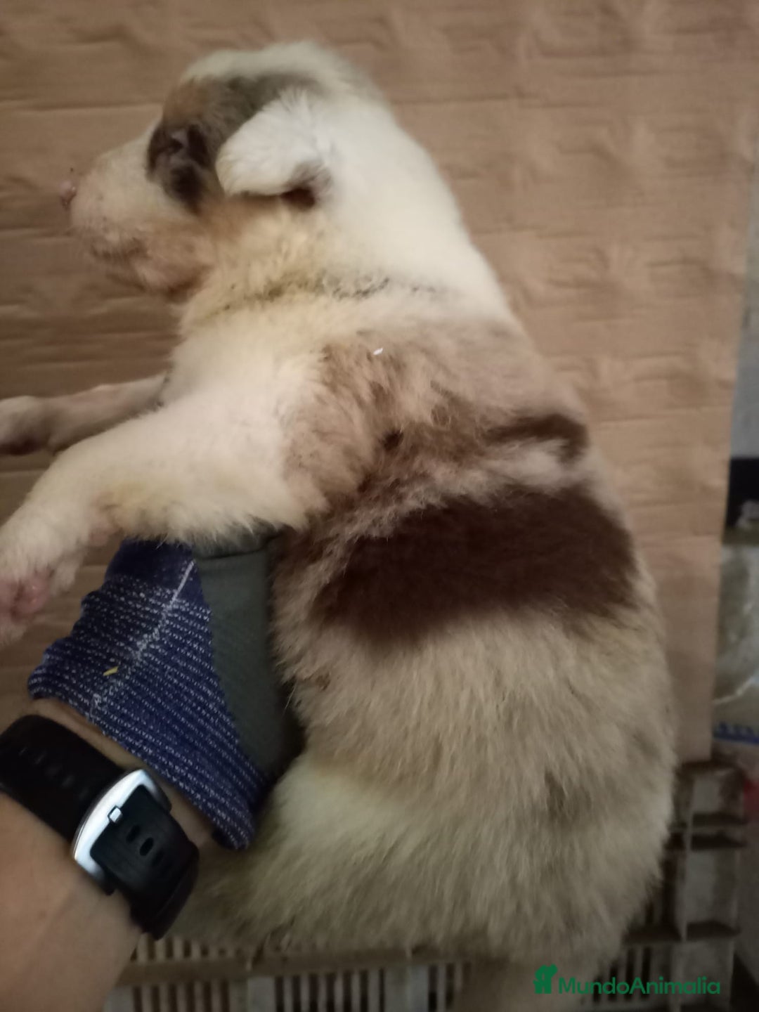 Border Collie perros en venta: Bordér collie  - Anuncio 8