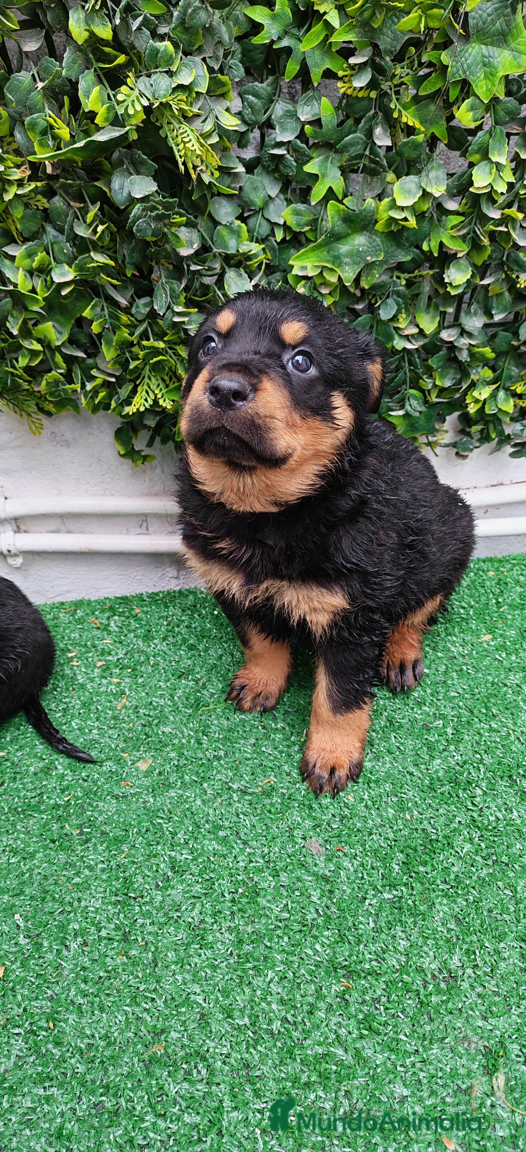 Rottweiler perros en venta: Camada de Rottwailer en Toledo - Anuncio 16