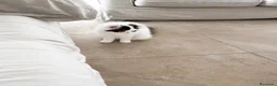 Persa gatos en venta: Persas bebé - Anuncio 3