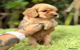 Cocker Spaniel Inglés perros en venta: Cocker inglés dorado - Anuncio 9