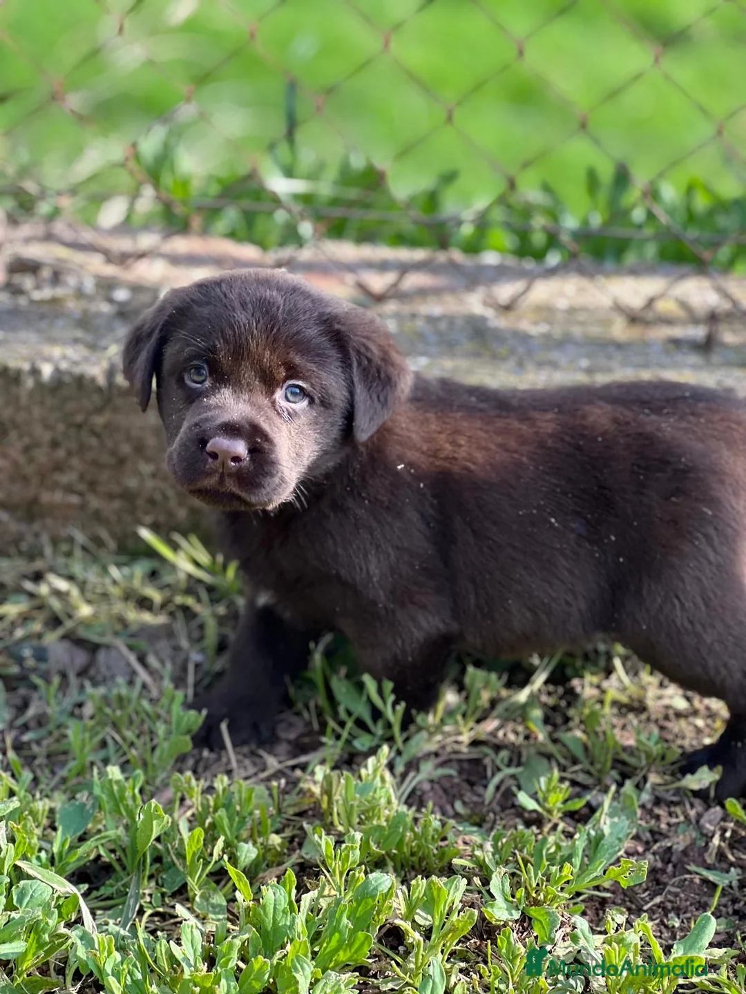 Labrador Retriever perros en venta: BEBÉS MACHO LABRADOR CHOCOLATE  - Anuncio 2