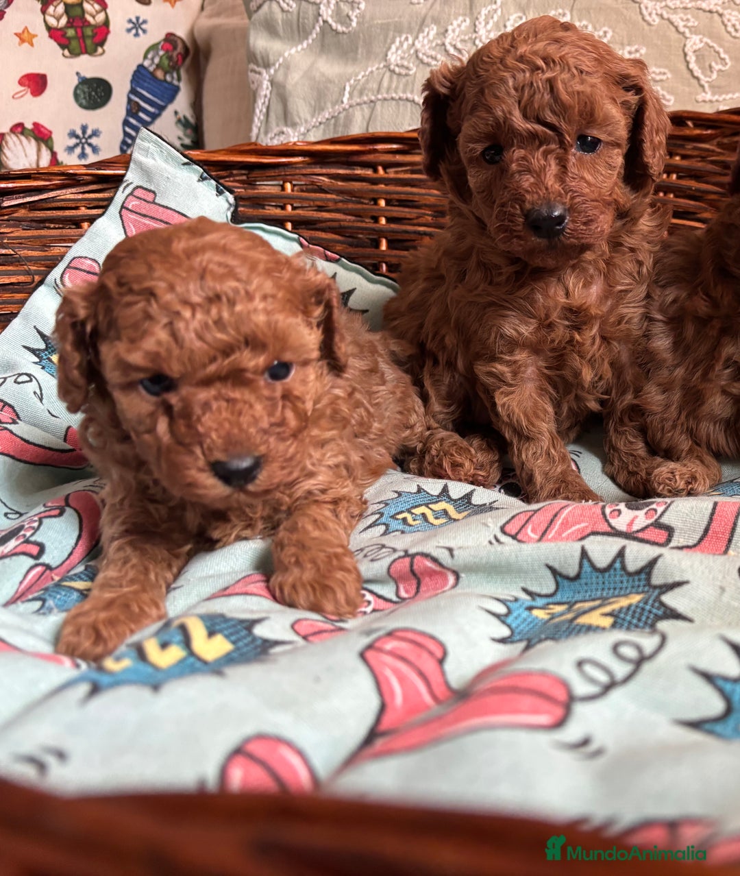 Caniche Toy perros en venta: Caniches toy rojos  - Anuncio 3