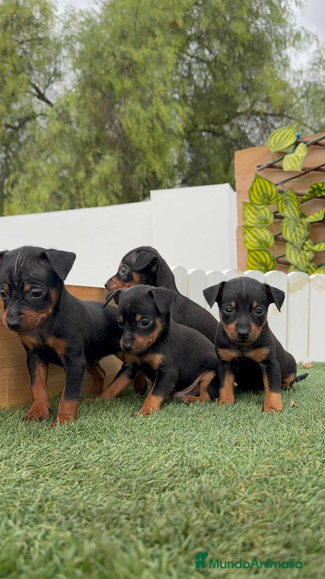 Pinscher Miniatura perros en venta: Pinscher - Imagen 17