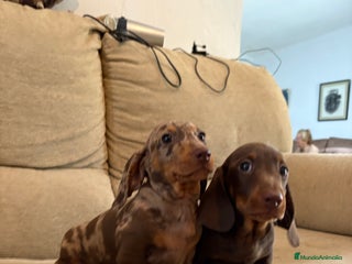 Teckel Miniatura perros - Anuncio 1