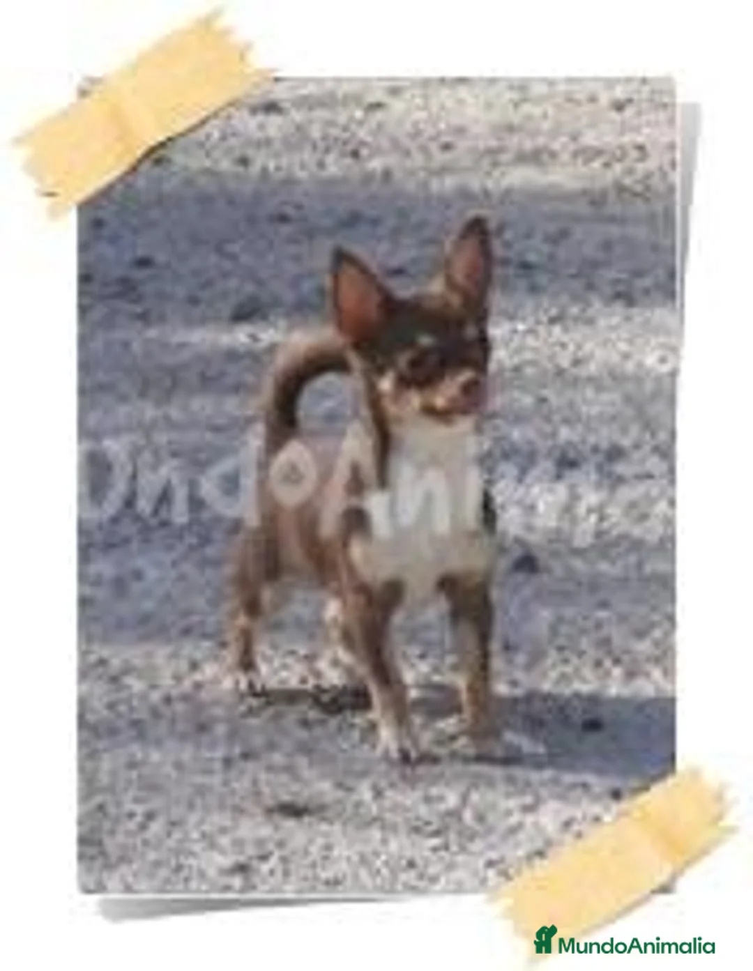 Imagen de galería {{count}}