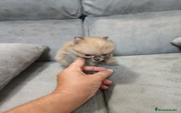 Pomerania perros en venta: MONERIA SÚPER TOY DE HEMBRITA POMERANIA  - Imagen 4