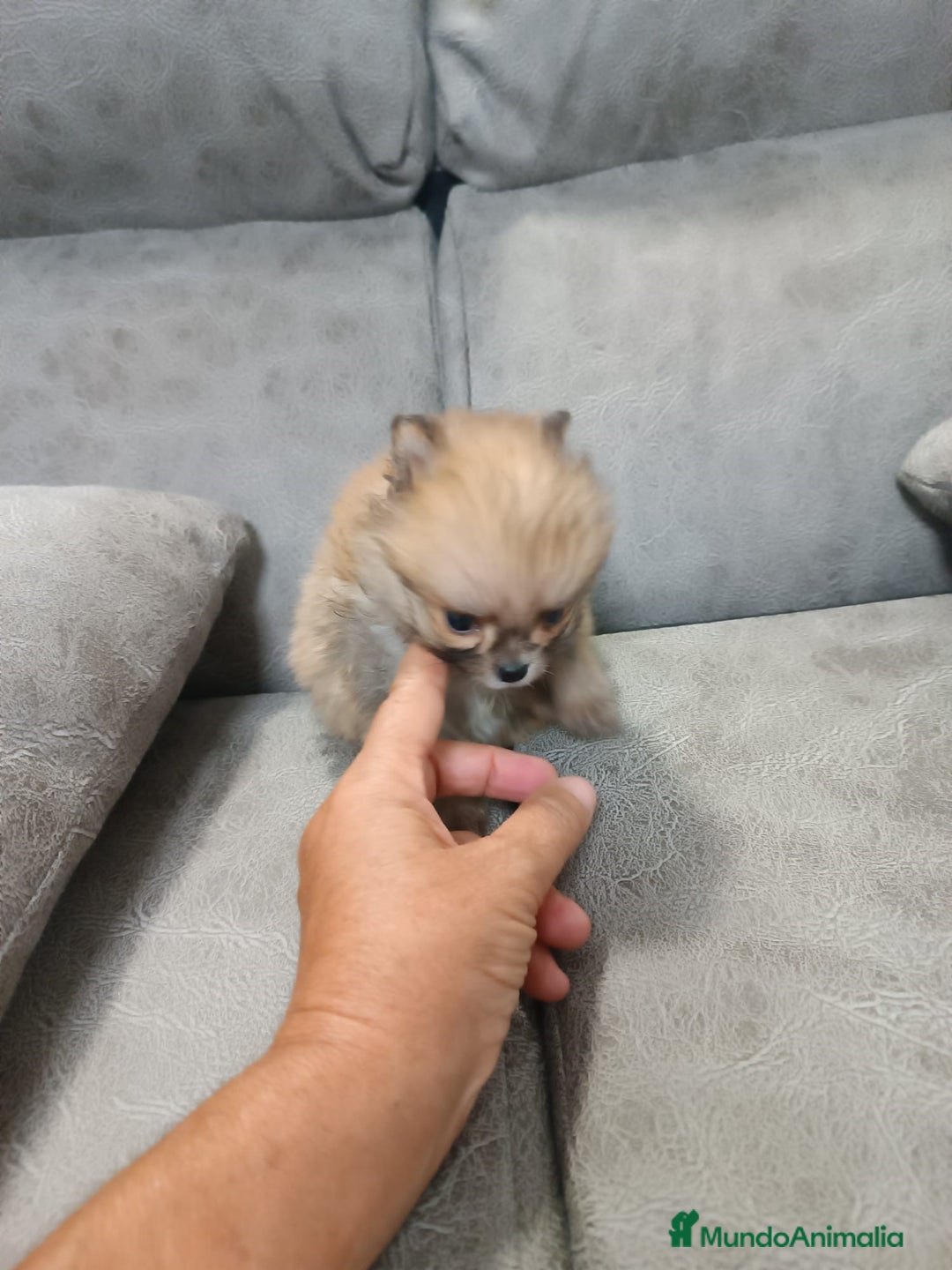 Pomerania perros en venta: MONERIA SÚPER TOY DE HEMBRITA POMERANIA  - Imagen 4
