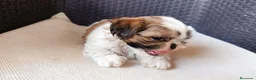 Shih Tzu perros en venta: Preciosos cachorros de shit-tzu  - Anuncio 1