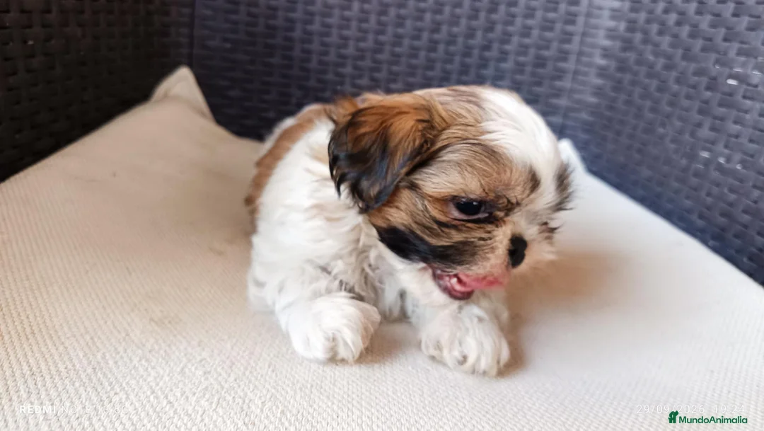 Shih Tzu perros en venta: Preciosos cachorros de shit-tzu  - Anuncio 1