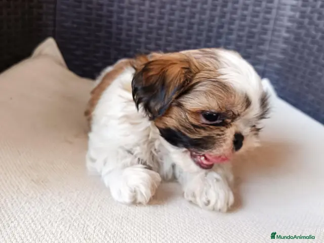 Shih Tzu perros Preciosos cachorros de shit-tzu - Anuncio 25